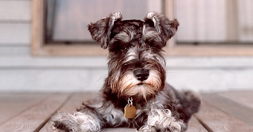 Don't Be a Fomite Principles of Disease Transmission