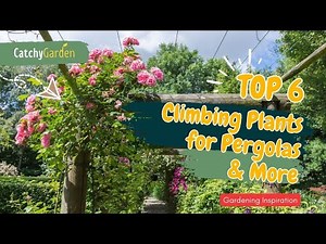 6 MUST-HAVE Climbing Plants for Pergolas & More 🌸🍃🌺 // Gardening Ideas