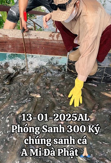 13-01-2024 AL tại chùa Long Thiền Đồng Nai 300 ky chúng sanh cá 🙏🏻 Chúc cả nhà nhìn thây Video này được an Lành #lâmtriệuminh #fanlamtrieuminh #phatphapnhiemmau #tamtrang #hottiktok_xuhuong #phongsanh