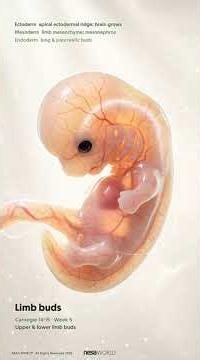 Origen del sistema nervioso autónomo. Embriología. NESA WORLD®
