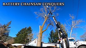 The Power of a Battery Chainsaw Cutting a Huge Tree