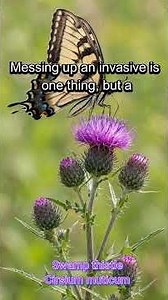 Swamp Thistle (Cirsium muticum): Wetland Habitat, Identification, and History