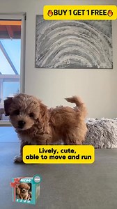Want a puppy without the work? NICOO the Robot Puppy walks, wags, and loves attention—no walks or clean-ups needed! Cute, interactive, and totally hassle-free. https://luxestorenow.com/products/nicoo | Pet Paradise