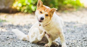 How to Solve a Flea Infestation in Your Home or Yard