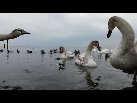 ❤🇮🇪 Tranquility😌MUTE SWAN FAMILY🦢CYGNETS🐤MALLARD DUCKS🦆GULLS🕊LOUGH NEAGH IRELAND🇮🇪LIKE👍🙏subscribe🙏😇
