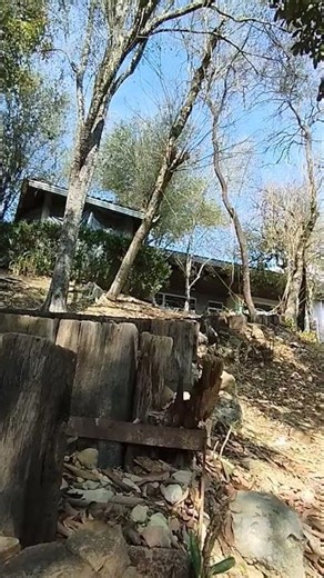 That's how we cut down a tree on the ranch