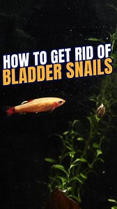 19K views · 116 reactions | Noticing tiny snails suddenly appearing...