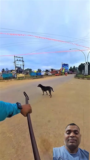 Sakamoto Power Full Dog Catching City #dog #streetdogrevival #ytviral #ytshorts #catch