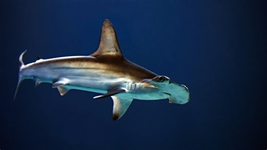 "Je pensais que ce serait un poisson banal" : un requin-marteau interrompt la partie de disc golf… en tombant du ciel