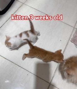 3 weeks old kittens