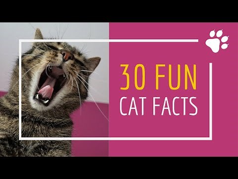 International Cat Day | 30 Amazing Facts about Cats| Cat Facts for Kids | Cat Facts