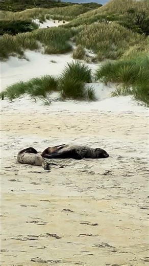 Beach Walk & Sea Lions, Otago