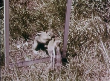 Ground Squirrel Foraging & Problem Solving: Wildlife Animal Behavior