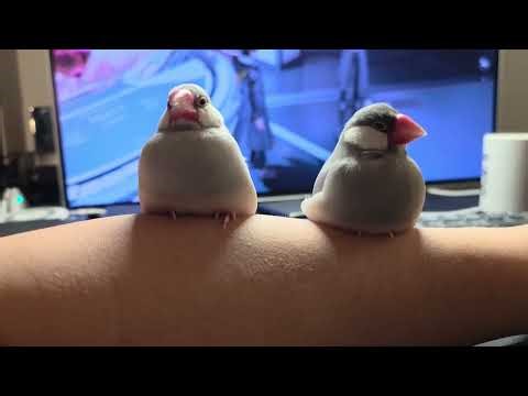 The other Java finch joined in on being round.