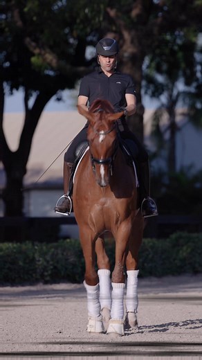 2016 17.2hh Oldenburg gelding (Vivaldi x Belissimo M) with international quality. Currently showing PSG and displaying exceptional talent for piaffe and passage. This stunning gelding is highly trainable, eager to please, and always carries a cheerful expression. With all the attributes needed for success, he’s ready to develop into a future Grand Prix star. Located in Wellington, FL. For more information and a full video, please DM or text (314) 496-0881. Videography credit @st_clair_media #dre