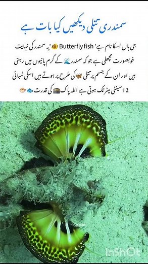 Meet the butterflyfish wildlife nature facts #butterflyfish #naturefacts #wildlife #nature #shorts