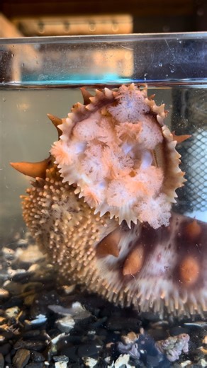 California sea cucumbers are the largest sea cucumber species in our waters and the only one that is commercially harvested. They are mostly deposit feeders, moving around the bottom of the ocean, using their buccal podia like a mop, eating all the food they can find. They can also suspension feed if they need to! California Sea cucumbers can undergo asexual budding when they’re still in their larvae form, such a wild capability!! They have a skeleton that uses water known as a hydrostatic skele