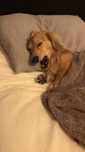 Sleeping Dog Using a Pillow #Dachshund #DachshundLife #DogLovers #StayAtHome #Relaxation