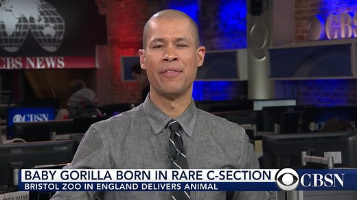 Baby gorilla born by rare C-section