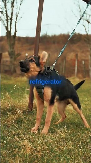 Life With a German Shepherd Be Like 😂