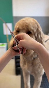 Goldendoodle face trim