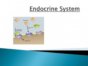 Endocrine System - SlideServe