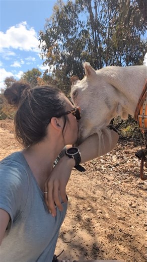 #packgoatsaustralia #packgoats #goats #nationaltrail #hiking | Pack Goats Australia