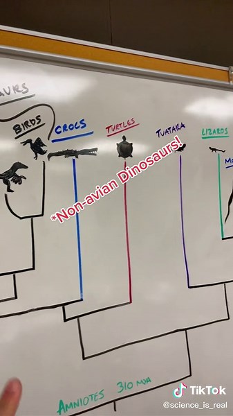 Ancient Reptile Phylogeny and Fun Facts