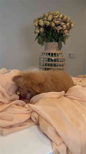 Barney’s tiny puppy days were too cute to forget