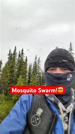 Mosquito Swarms So Bad They Catch in Your Hat #insects #nature #wildlife