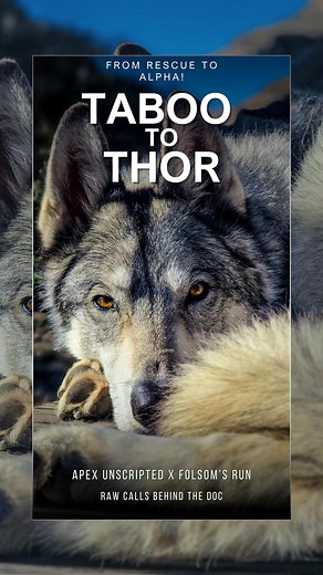 2.3K reactions · 39 comments | Being an “alpha” isn’t what you think!...