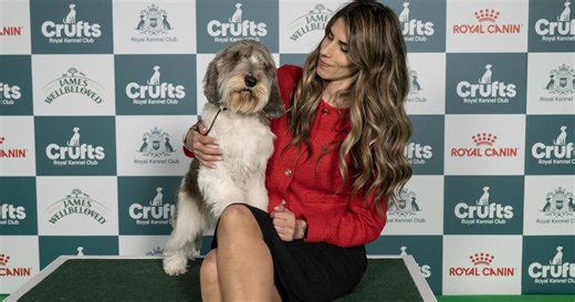 Petit Basset Griffon Vendeen from Croatia wins place in Crufts best in show final