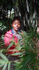 5.1K reactions · 273 shares | Bamboo leaf, ever used this as a herb? | Umai Naturals | Facebook