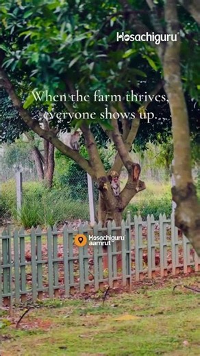 When the Farm Thrives, Everyone Shows Up | Hosachiguru Aamrut