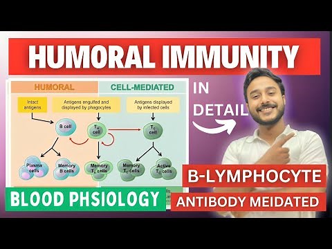 humoral immunity physiology | antobody mediated immunity physiology | b lymphocytes immunity