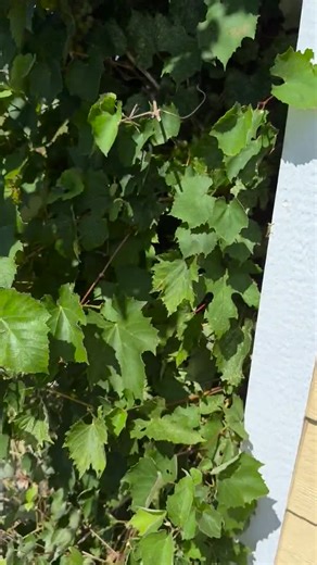 Red Tailed Boa Badge Reel ID Holder: Gift for Nurses, Snake Lovers, Vet Techs, Veterinarians, Teachers Cute Acrylic Animal Badge Buddy - Etsy