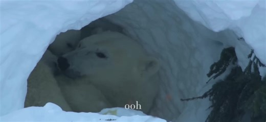 Save the Polar Bears: A Call to Action