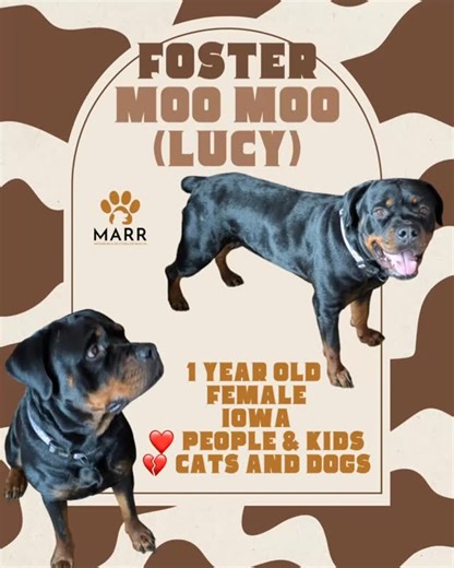 265 reactions · 46 shares |  FOSTER NEEDED – MUSCATINE, IA   Meet...