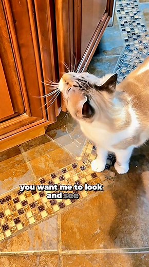 Back again #catsoffacebook #catsofinstagram #rescuecats #missfrizzleandbeecat #FunnyCats #catvideos | Miss Frizzle and Bee