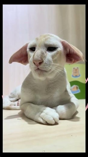 The Most Unique Cats in the World 🐱😻These Are the Rarest & Most Unique Cats in the World