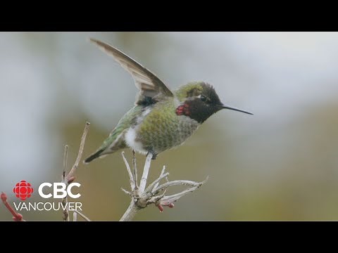 Do hummingbirds need your help to survive the Canadian winter?