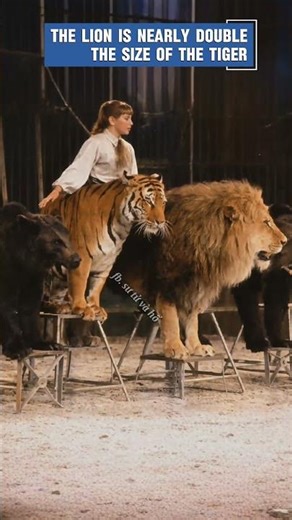 Lion vs Siberian Tiger Size Comparison in a Russian Circus