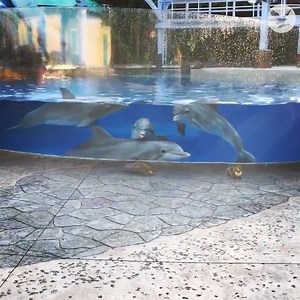 Dolphins enchanted by squirrels | The Independent