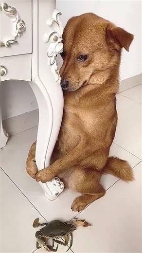 #Shorts #pet_statione