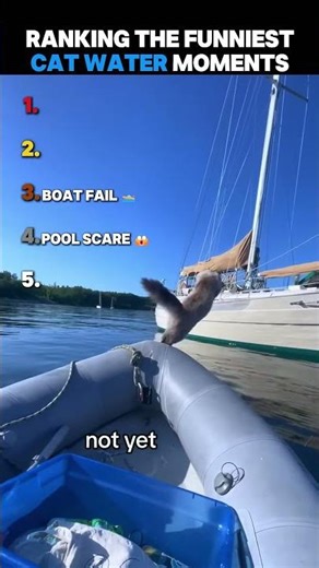 Water Cats #cat #funnycats #fyp #shorts #new #funny #subscribe #cats