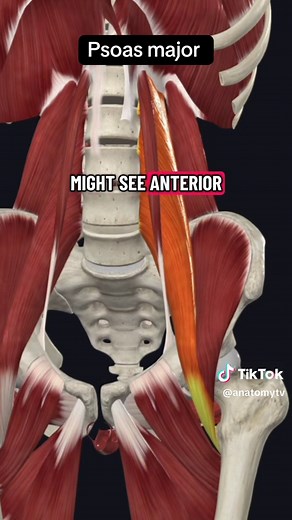 Understanding the Psoas Major: Function and Impact