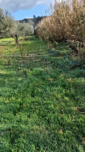 Exploring a Tranquil Olive Tree Landscape