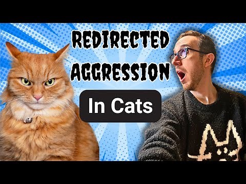Redirected Aggression In Cats: What It Is And What To Do
