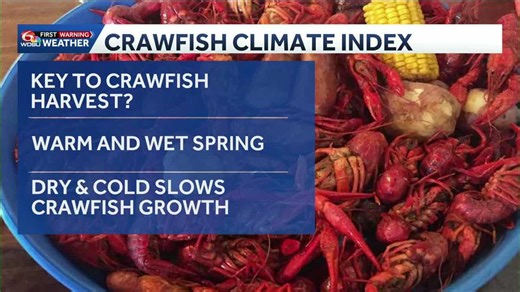 How the weather impacts crawfish prices across Louisiana