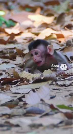 Mother monkey hit baby and threw it off a 10m tree — only monkey sounds. #monkeysr